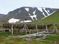 Gestell mit Fischköpfen vor Flateyri